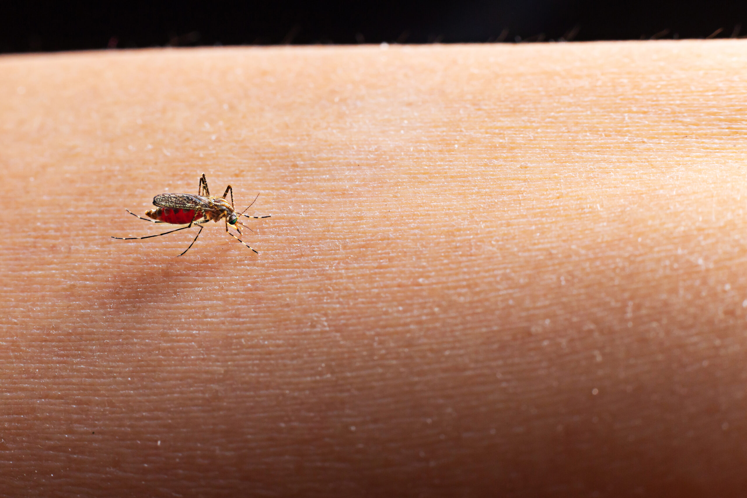 does dengue affect liver